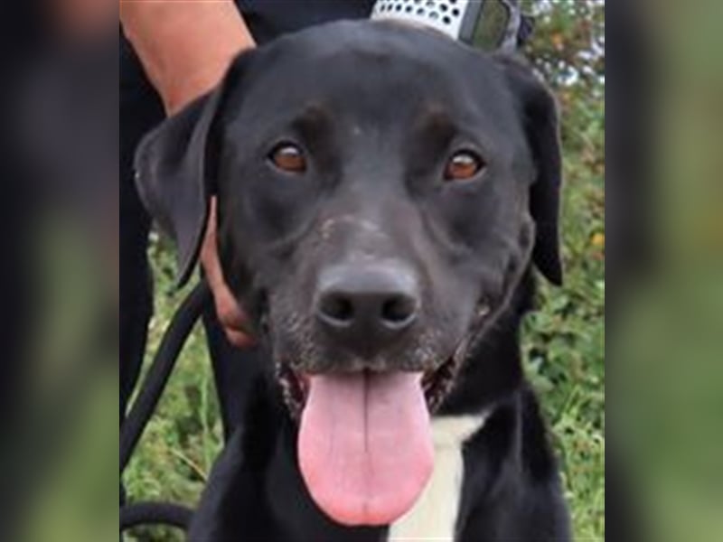 Stanley, Labrador-Mix, lieb und verträglich