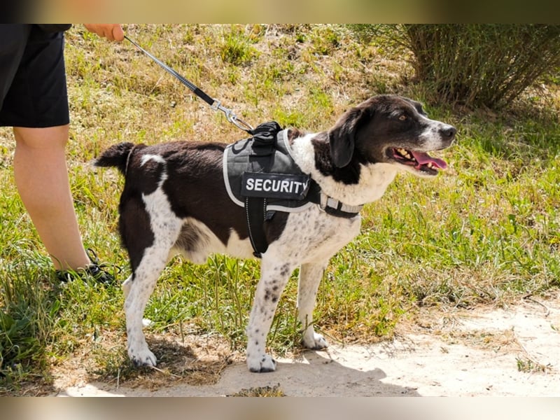 Robin, Mix ‚Labrador / Border Collie , lieb und verträglich