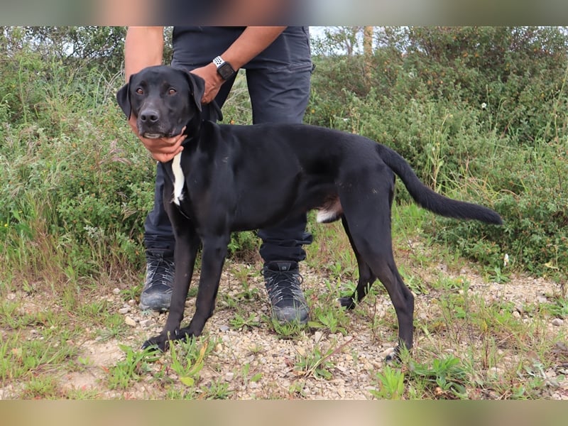 Stanley, Labrador-Mix, lieb und verträglich