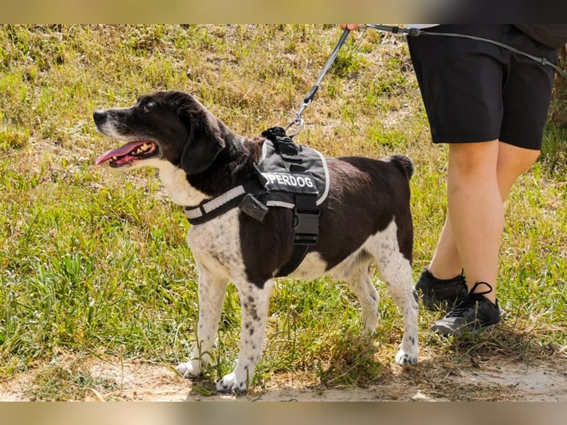 Robin, Mix ‚Labrador / Border Collie , lieb und verträglich