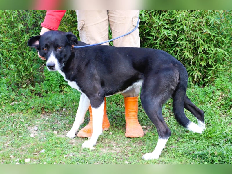 Garoto, Mix Labrador / Dogge - freundlich und sozial