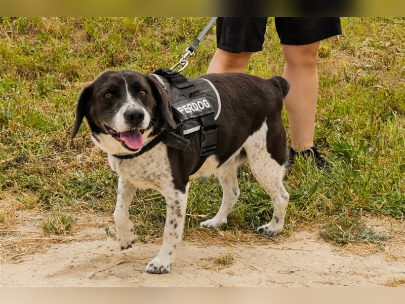 Robin, Mix ‚Labrador / Border Collie , lieb und verträglich