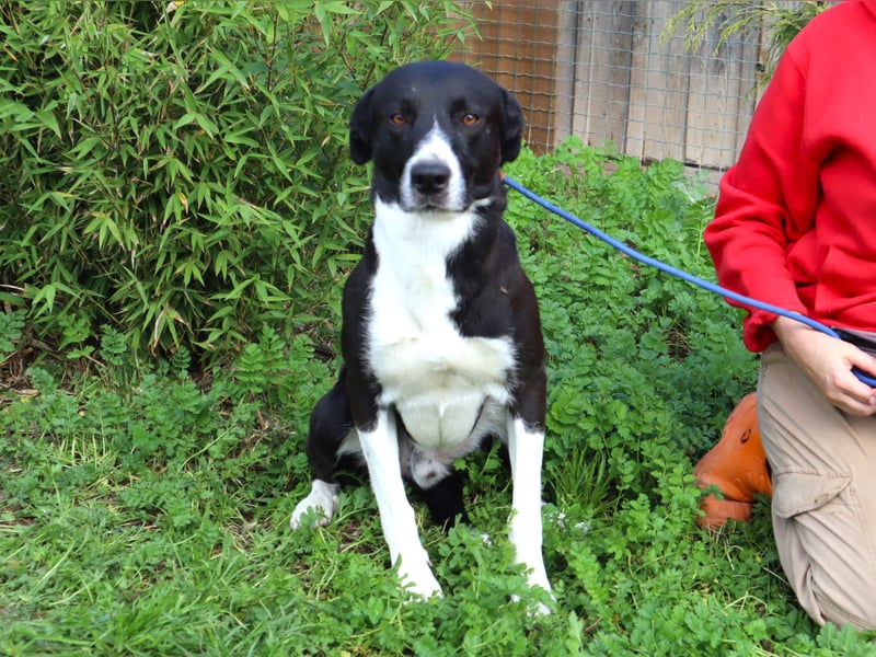 Garoto, Mix Labrador / Dogge - freundlich und sozial