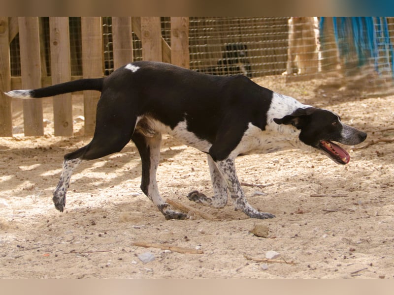 Casimo, Mix Labrador / Pointer, lieb und sozial