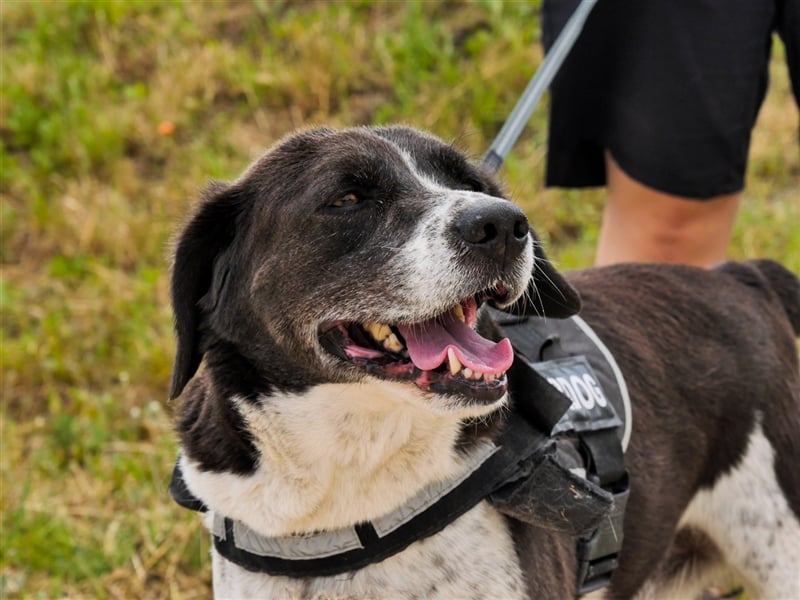 Robin, Mix ‚Labrador / Border Collie , lieb und verträglich