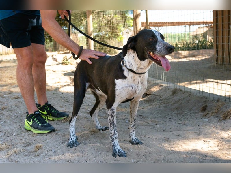 Casimo, Mix Labrador / Pointer, lieb und sozial