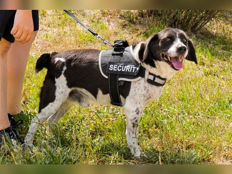 Robin, Mix ‚Labrador / Border Collie , lieb und verträglich