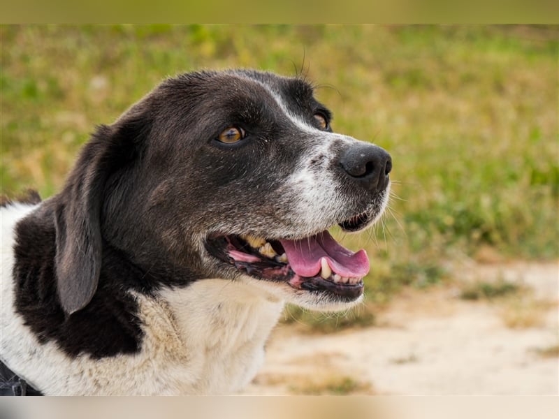 Robin, Mix ‚Labrador / Border Collie , lieb und verträglich