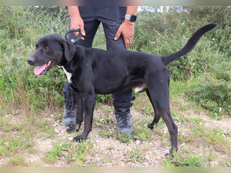 Stanley, Labrador-Mix, lieb und verträglich