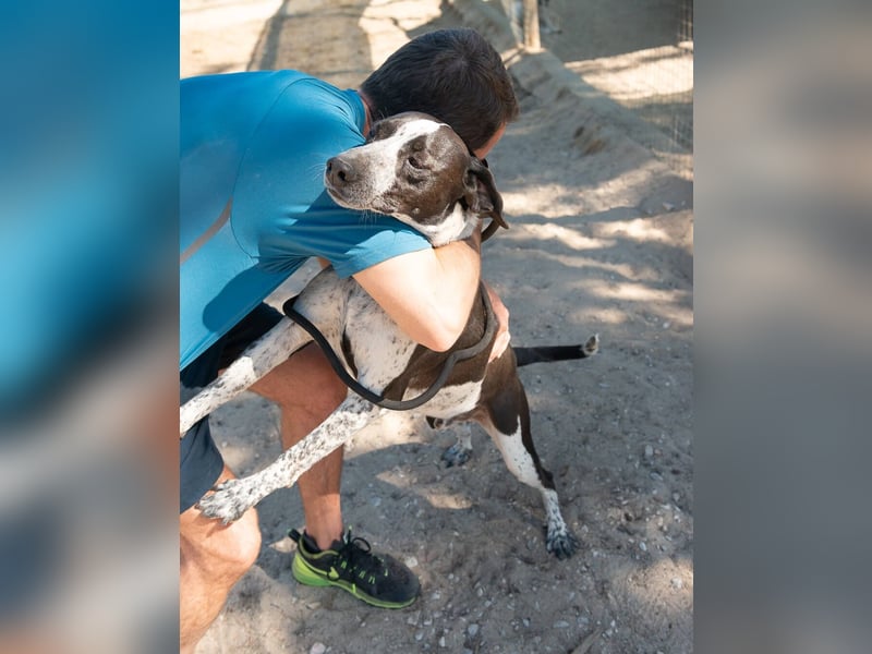Casimo, Mix Labrador / Pointer, lieb und sozial