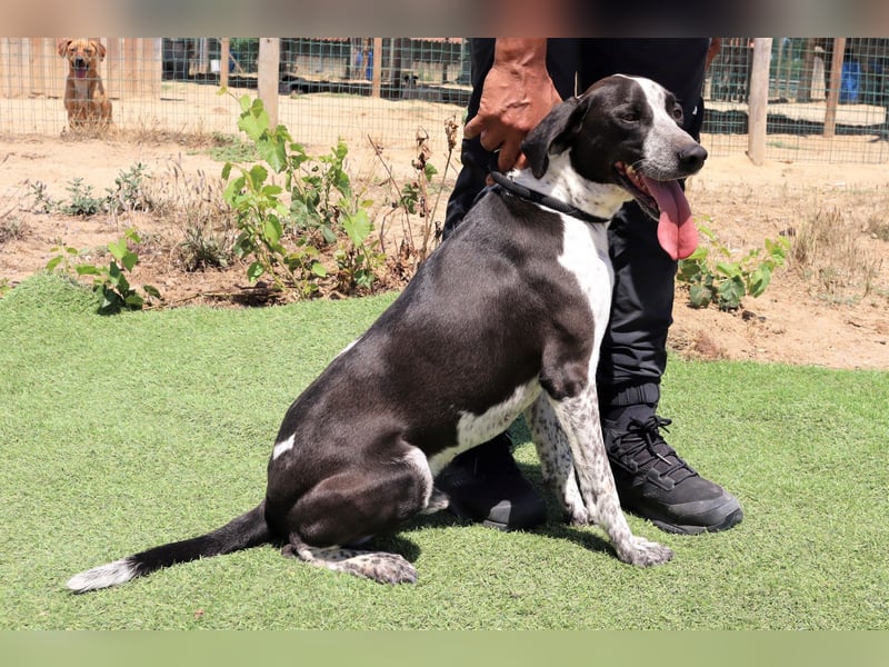 Casimo, Mix Labrador / Pointer, lieb und sozial