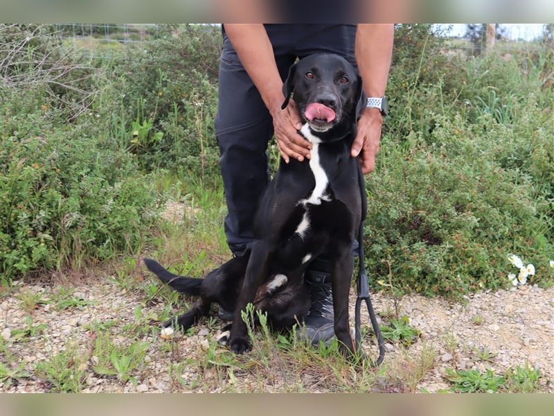 Stanley, Labrador-Mix, lieb und verträglich