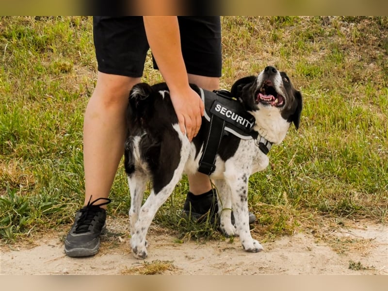 Robin, Mix ‚Labrador / Border Collie , lieb und verträglich