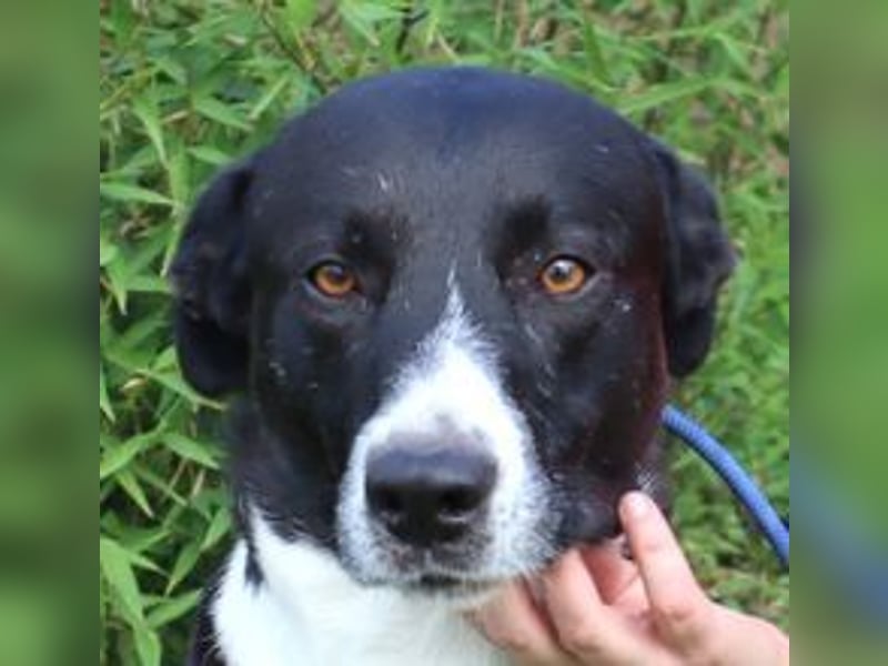 Garoto, Mix Labrador / Dogge - freundlich und sozial