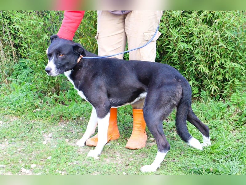 Garoto, Mix Labrador / Dogge - freundlich und sozial