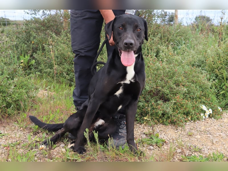 Stanley, Labrador-Mix, lieb und verträglich