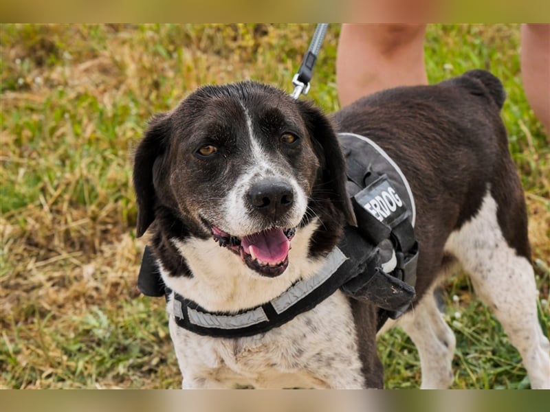 Robin, Mix ‚Labrador / Border Collie , lieb und verträglich