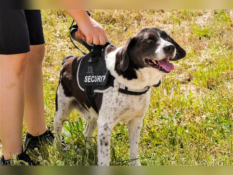Robin, Mix ‚Labrador / Border Collie , lieb und verträglich
