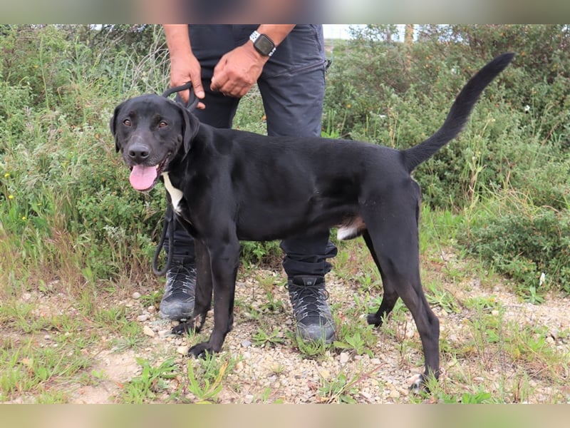 Stanley, Labrador-Mix, lieb und verträglich