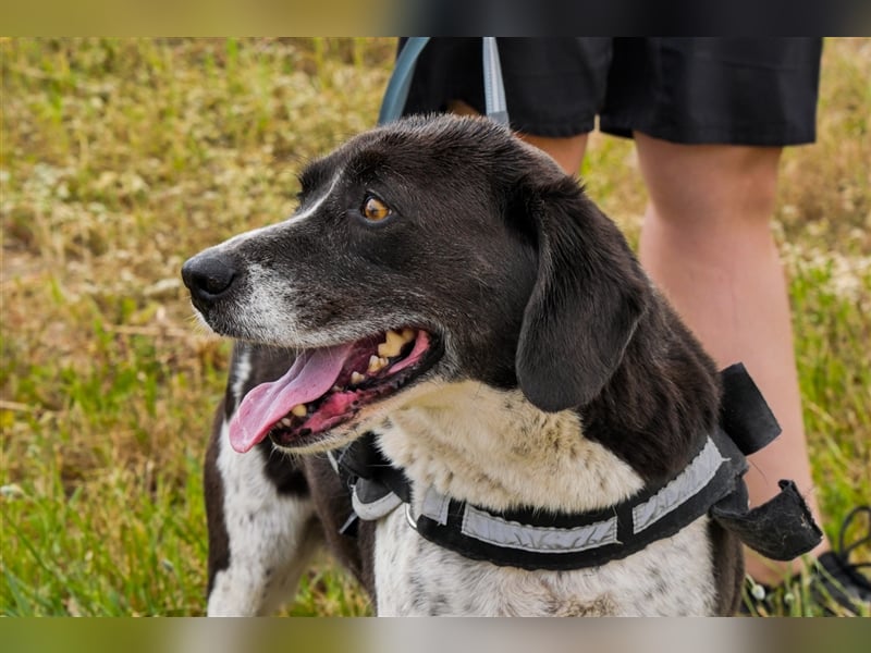 Robin, Mix ‚Labrador / Border Collie , lieb und verträglich