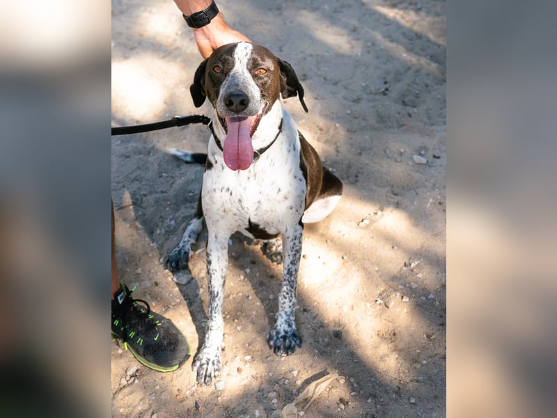 Casimo, Mix Labrador / Pointer, lieb und sozial