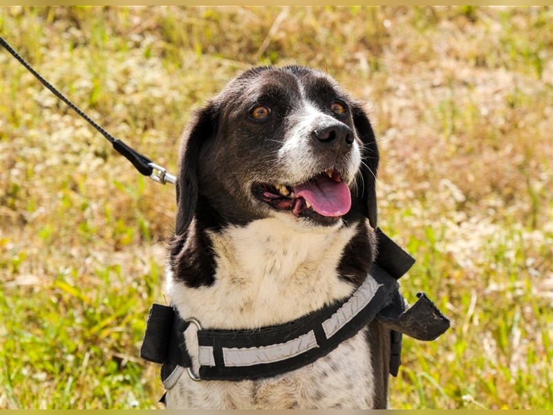 Robin, Mix ‚Labrador / Border Collie , lieb und verträglich