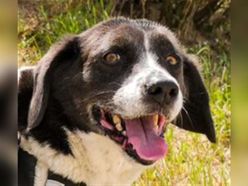 Robin, Mix ‚Labrador / Border Collie , lieb und verträglich