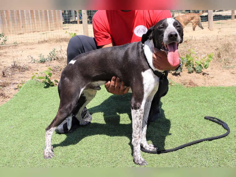 Casimo, Mix Labrador / Pointer, lieb und sozial