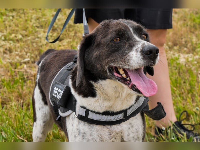Robin, Mix ‚Labrador / Border Collie , lieb und verträglich