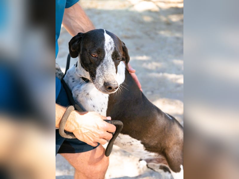 Casimo, Mix Labrador / Pointer, lieb und sozial
