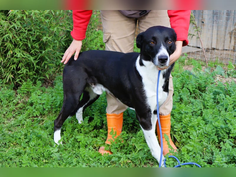 Garoto, Mix Labrador / Dogge - freundlich und sozial