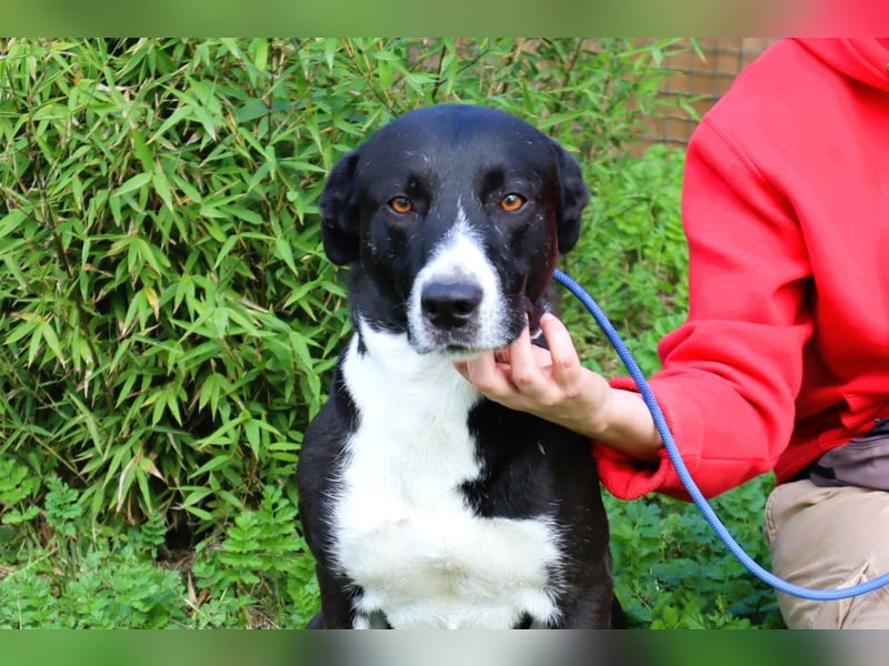 Garoto, Mix Labrador / Dogge - freundlich und sozial