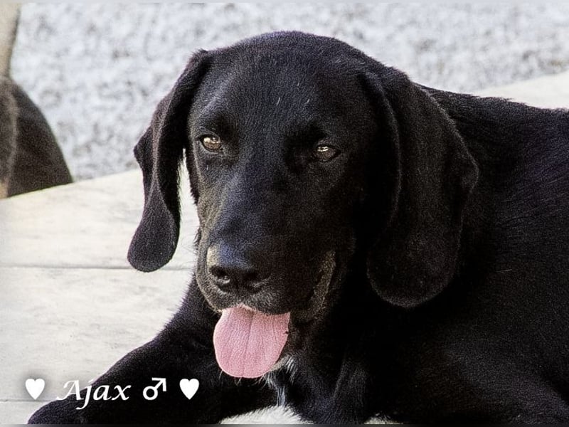 Adam, Ajax und Timmy suchen ein Zuhause