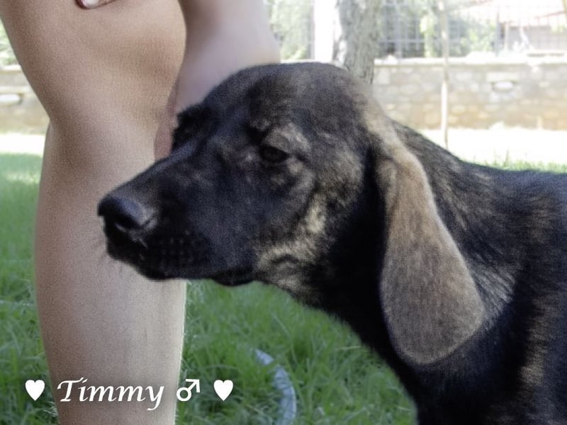 Adam, Ajax und Timmy suchen ein Zuhause
