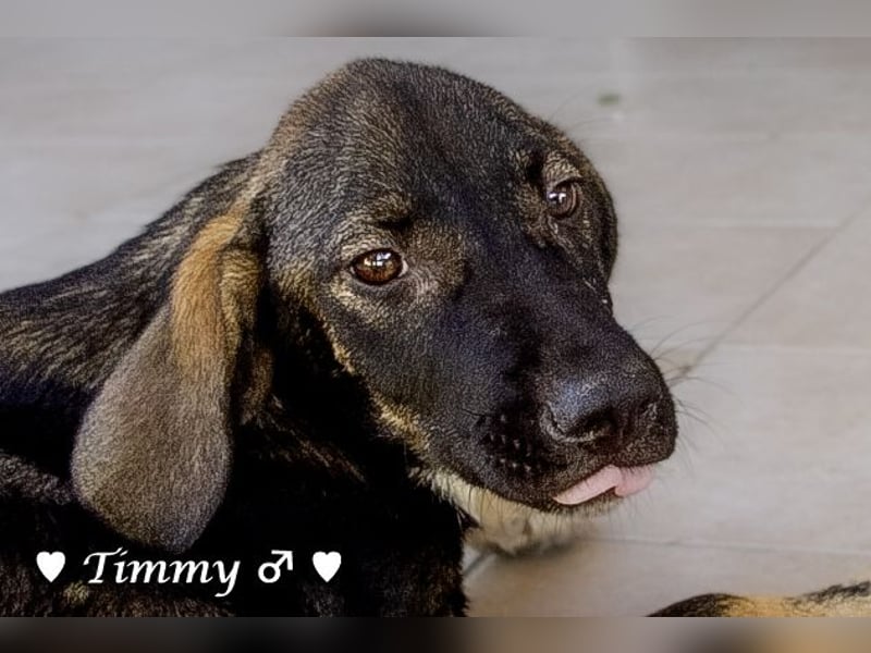Adam, Ajax und Timmy suchen ein Zuhause
