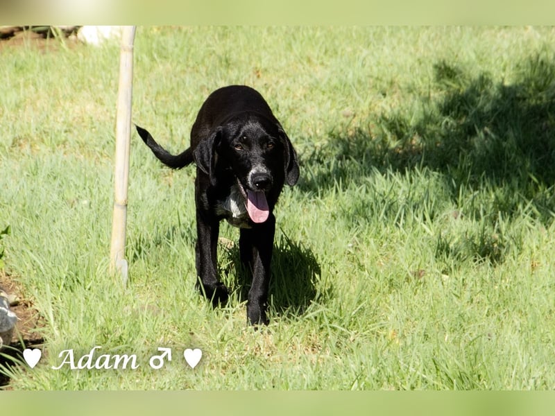Adam, Ajax und Timmy suchen ein Zuhause