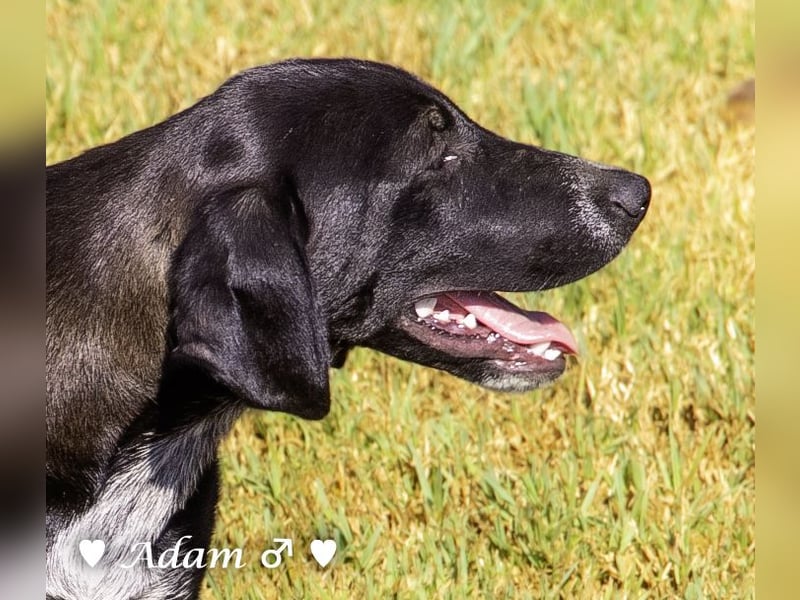 Adam, Ajax und Timmy suchen ein Zuhause