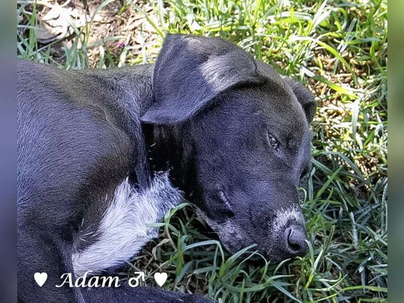 Adam, Ajax und Timmy suchen ein Zuhause