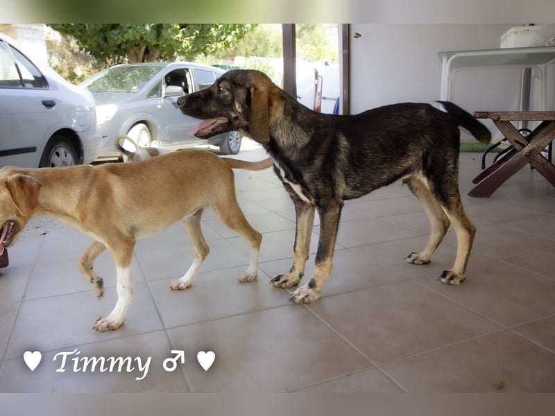 Adam, Ajax und Timmy suchen ein Zuhause