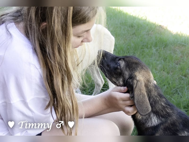 Adam, Ajax und Timmy suchen ein Zuhause