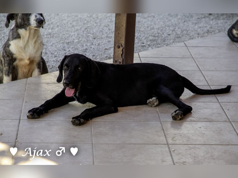 Adam, Ajax und Timmy suchen ein Zuhause