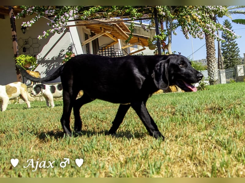 Adam, Ajax und Timmy suchen ein Zuhause