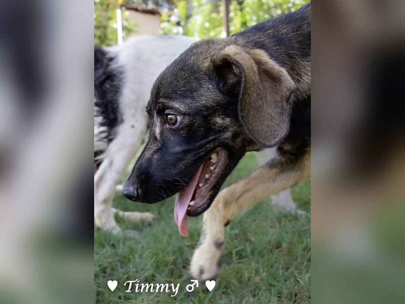 Adam, Ajax und Timmy suchen ein Zuhause