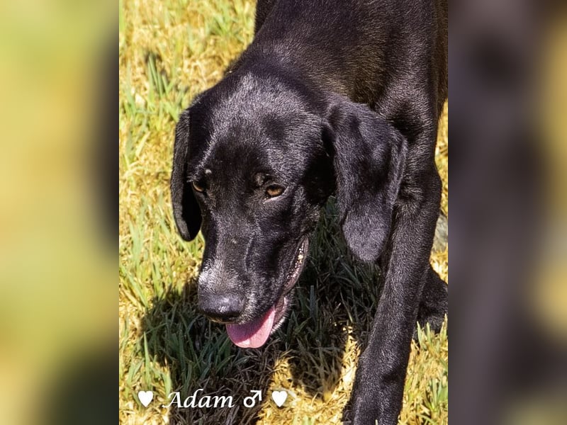 Adam, Ajax und Timmy suchen ein Zuhause