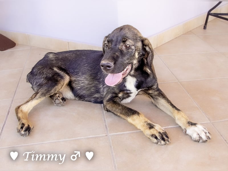 Adam, Ajax und Timmy suchen ein Zuhause