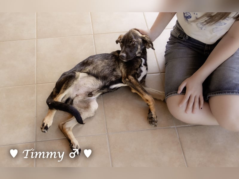 Adam, Ajax und Timmy suchen ein Zuhause