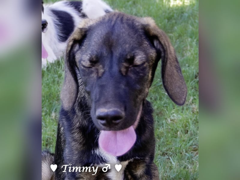 Adam, Ajax und Timmy suchen ein Zuhause
