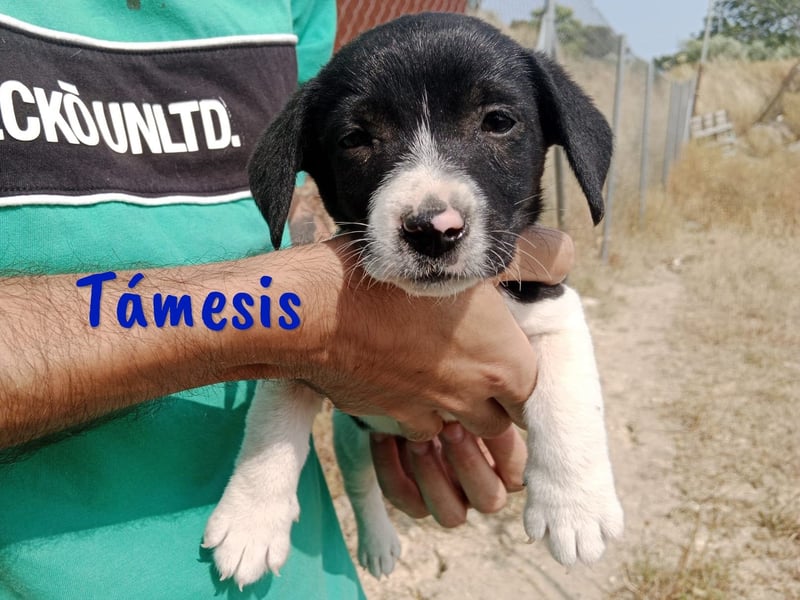 Támesis  geb. 03/2025 (ESP) - aufgeweckter Labrador-Mix Welpe!