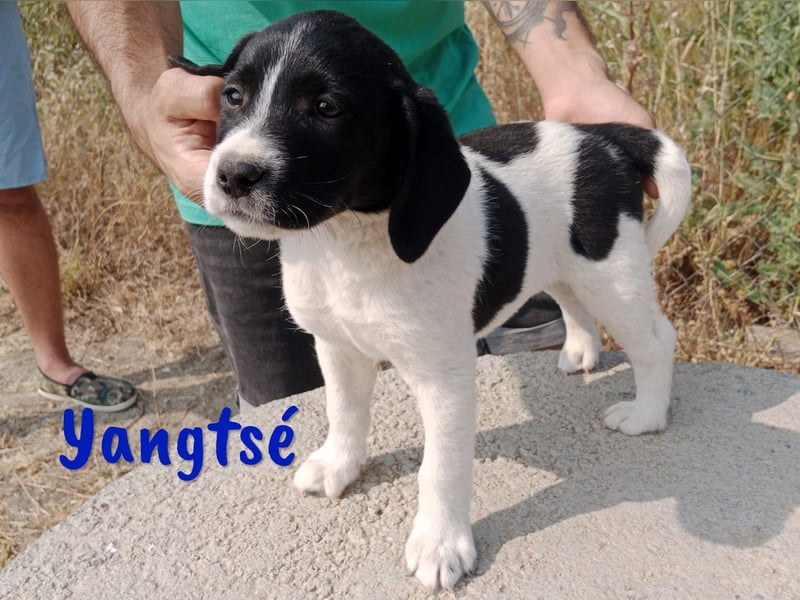 Yangtsé geb. 03/2025 (ESP) - freundlicher Labrador-Mix Welpe!