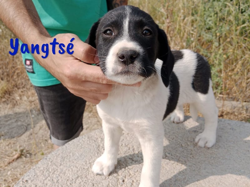 Yangtsé geb. 03/2025 (ESP) - freundlicher Labrador-Mix Welpe!